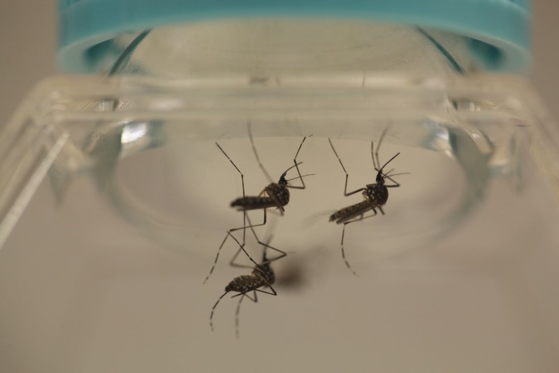 © Reuters. Aedes aegypti mosquitoes are seen at the Laboratory of Entomology and Ecology of the Dengue Branch of the U.S. Centers for Disease Control and Prevention in San Juan