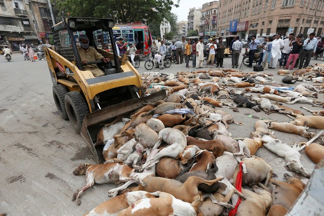 © Reuters. A municipal worker uses a loader to remove the bodies of stray dogs after they were culled using poison by the municipality in Karachi