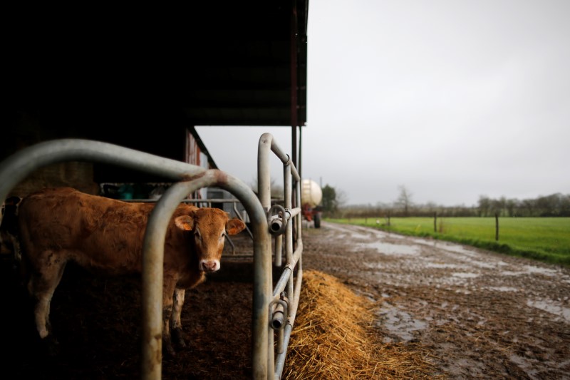 © Reuters. A cow is seen in a pen on a farm in Saint-Hilaire-de-Chaleons