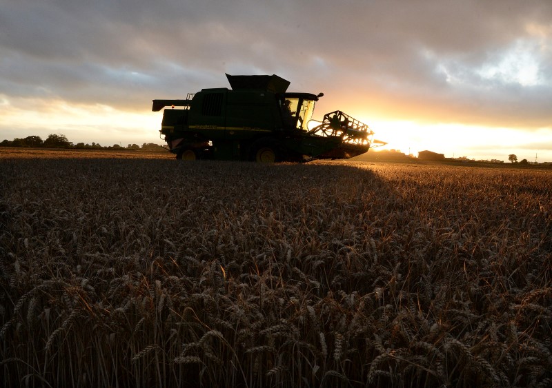 © Reuters. A farmer drives a combine harvester through a field in Humberton, northern England