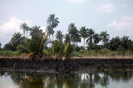 © Reuters. An oil slick clots the bottom of mangroves in Bodo creek in Ogoniland