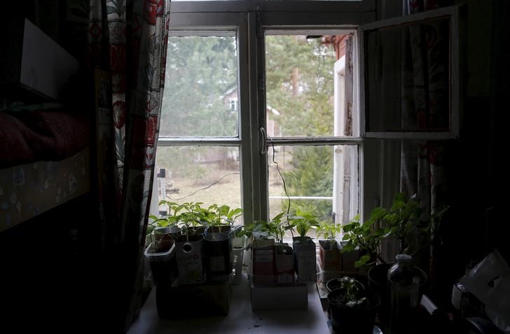 © Reuters. Pots and packages with vegetable sprouts and seeds are placed on a window sill of pensioner Eduard Pischik's house in the town of Zvenigorod in Moscow region, Russia