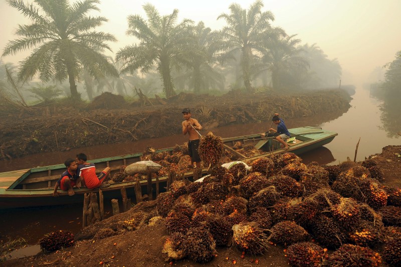 © Reuters. A worker unloads palm fruit at a palm oil plantation in Peat Jaya, Jambi province on the Indonesian island of Sumatra