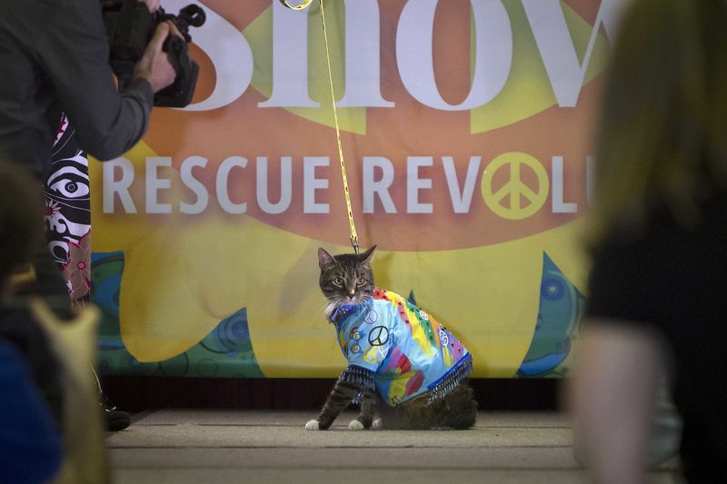 © Reuters. A cat sits on the runway as it takes part in the New York Pet Fashion Show event during Fashion Week in the Manhattan borough of New York