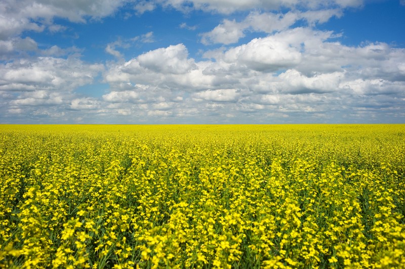 © Reuters. A canola crop used for making cooking oil sits in full bloom near Fort Macleod.