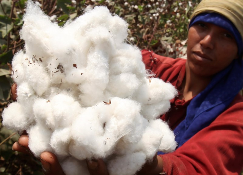 © Reuters. A farmer shows cotton on a farm in Qaha