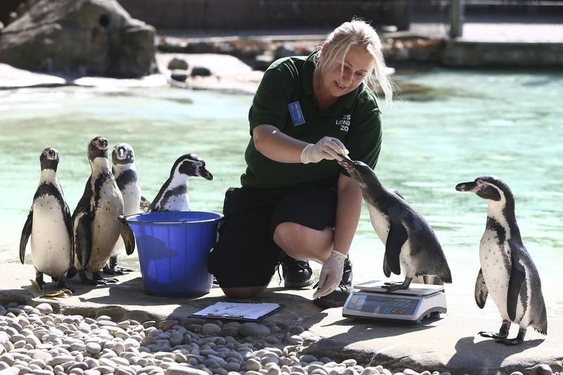© Reuters. كيف تزن طائر البطريق وخدع أخرى من حديقة حيوان لندن