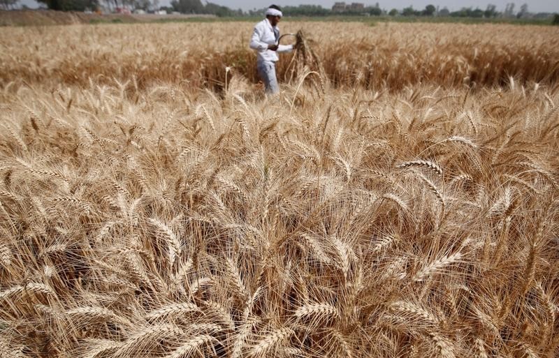 © Reuters. A farmer harvests wheat on Qalyub farm in the El-Kalubia governorate, northeast of Cairo