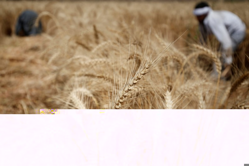 © Reuters. Farmers harvest wheat on Qalyub farm in the El-Kalubia governorate, northeast of Cairo