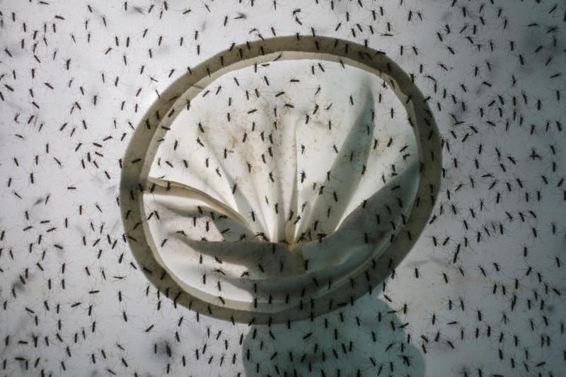 © Reuters. Mosquitos vistos em centro de controle de universidade em Guangzhou, China