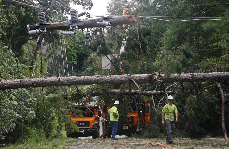 © Reuters. Queda de árvore em Tallahassee, na Flórida, por furacão Hermine