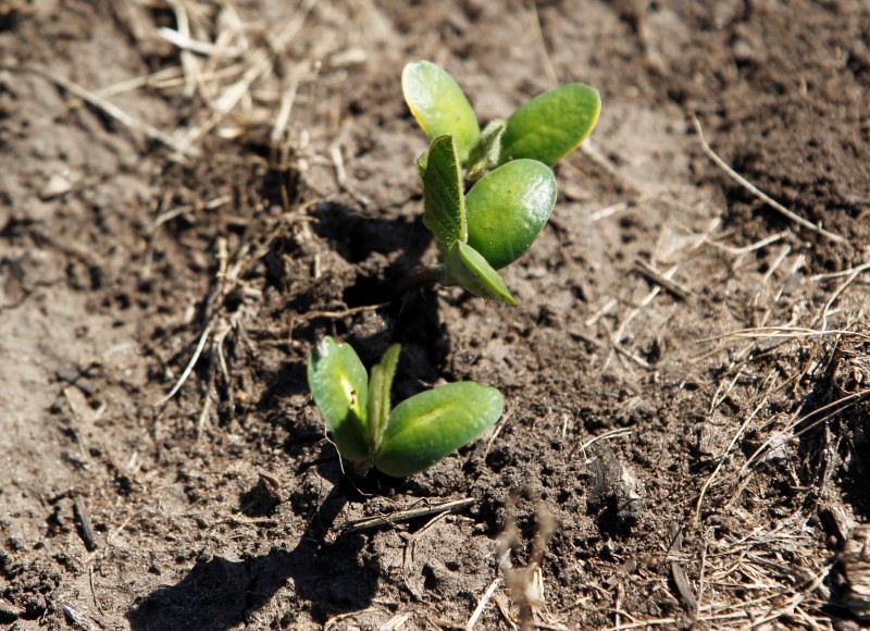 © Reuters. Uma muda recém-plantada de soja é fotografada