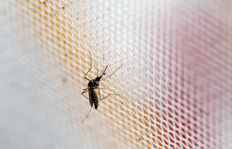 © Reuters. Mosquito Aedes aegypti visto em labotarório no Panamá