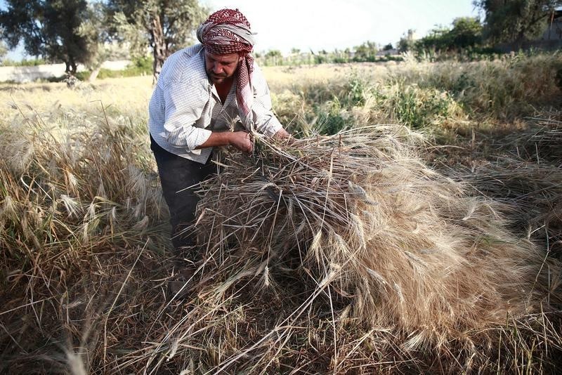 © Reuters. مصدر: سوريا ترجئ مجددا مناقصة لشراء مليون طن من القمح الروسي