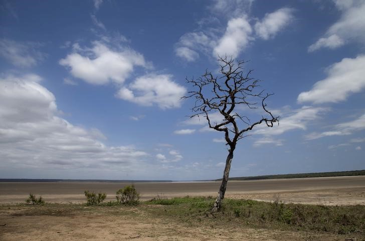 © Reuters. Lake St Lucia is almost completely dry due to drought conditions in the iSimangaliso Wetland Park