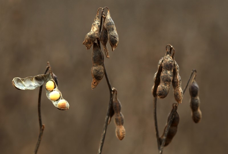 © Reuters. Foto de arquivo mostra plantação de soja em Primavera do Leste, em Mato Grosso