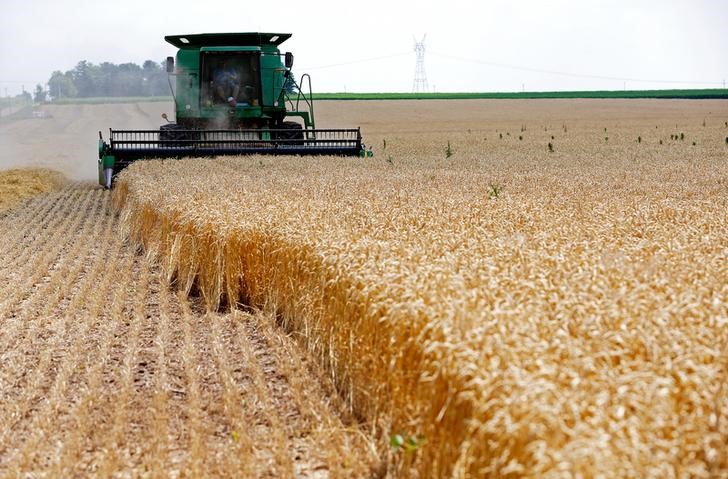 © Reuters. Foto de arquivo mostra colheita do trigo soft vermelho de inverno em uma fazenda em Dixon, nos Estados Unidos