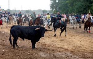 © Reuters. Los enfrentamientos marcan el nuevo festejo del Toro de la Vega