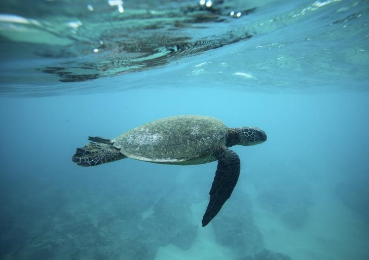 © Reuters. أمريكا ودول أخرى ستكشف عن محميات مائية جديدة لحماية المحيطات