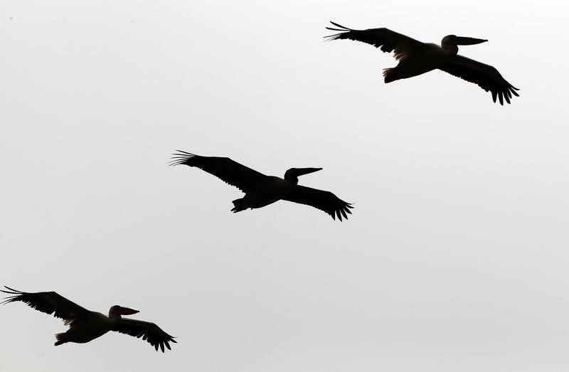 © Reuters. جهود محلية تعيد الطيور المهاجرة إلى دلتا الدانوب