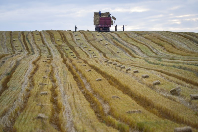 © Reuters. People work in the field in Yili