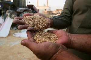 © Reuters. Men display wheat in Ras al-Ain