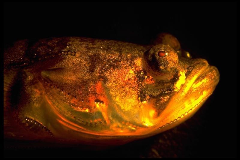 © Reuters. علماء يكشفون أسرار "غناء" نوع من السمك خلال الليل فقط