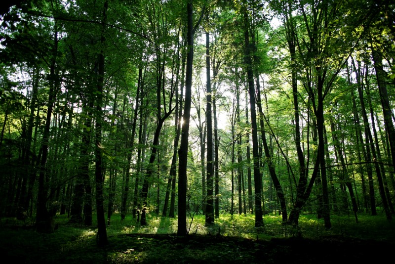 © Reuters. The sun shines through trees in a protected area of Bialowieza forest in Poland