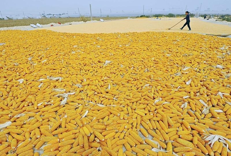 © Reuters. Funcionário durante colheita de milho em Qingzhou, China