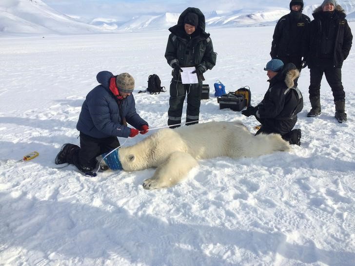 © Reuters. Mueren más osos polares al aumentar las visitas al Ártico noruego