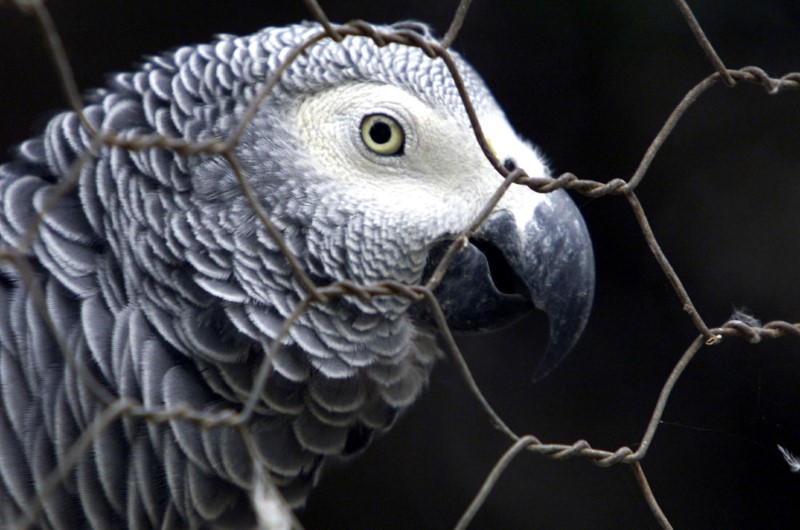 © Reuters. An African grey parrot peers from its cage holding at a domestic home where it is being kept as a pe..