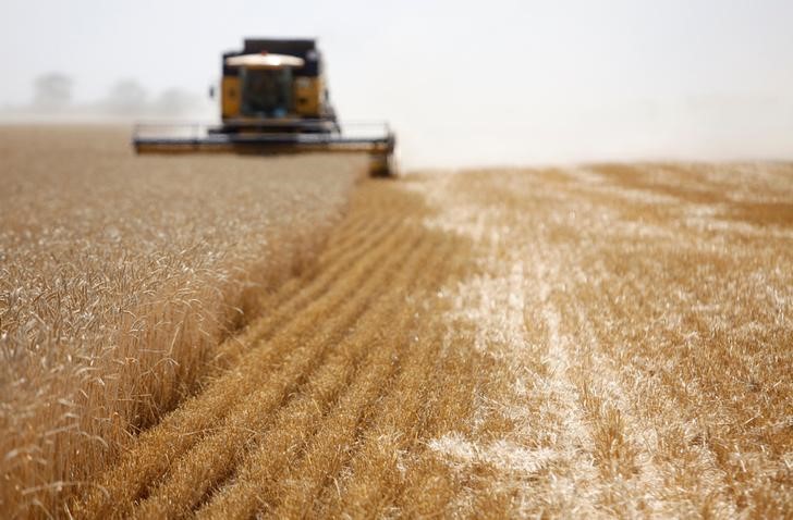 © Reuters. Комбайн жнет пшеницу на поле в поселке Винодельненский, Ставропольский край