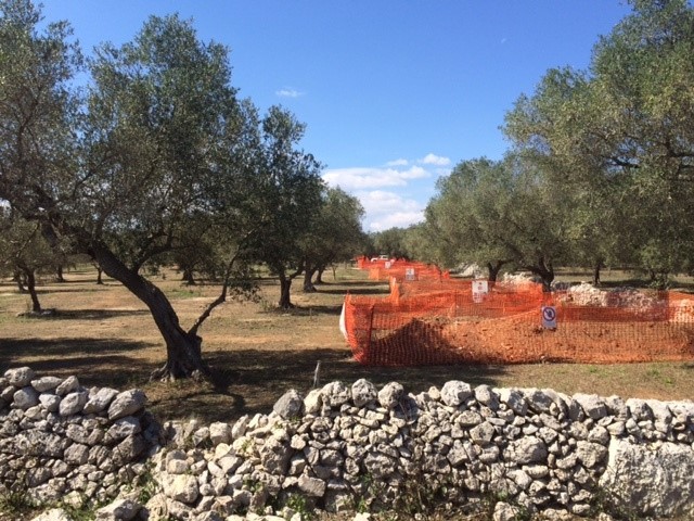 © Reuters. A site for the construction of a pipeline is seen in a grove of century-old olive trees in the southern Italian village of Melendugno