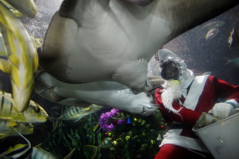 © Reuters. Diver Philip Chan dressed as Santa Claus feeds fish during Christmas festivities at the Underwater World Singapore aquarium on the island of Sentosa