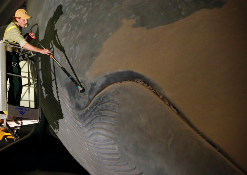 © Reuters. Trenton Duerksen cleans a 94-foot-long blue whale model at the American Museum of Natural History in Manhattan