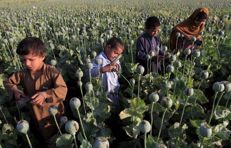 © Reuters. Afghan children gather raw opium on a poppy field on outskirts of Jalalabad