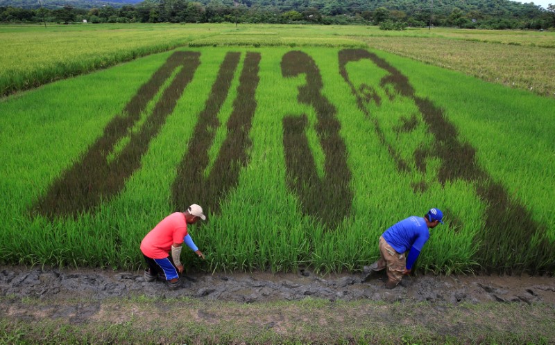 © Reuters. An artwork featuring the image Philippine President Rodrigo Duterte is seen on  a rice paddy in Los Banos city, Laguna province, south of Manila