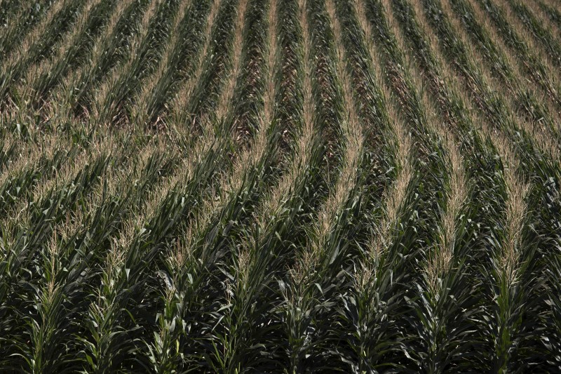 © Reuters. Plantação de milho na cidade norte-americana de Dewitt, Iowa