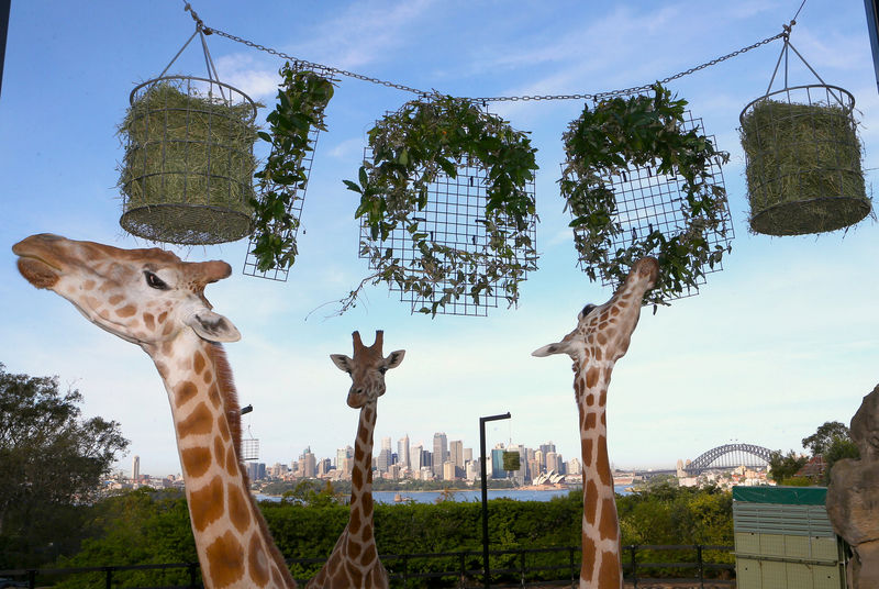 © Reuters. Polos para elefantes en el 100 cumpleaños del zoo de Sídney