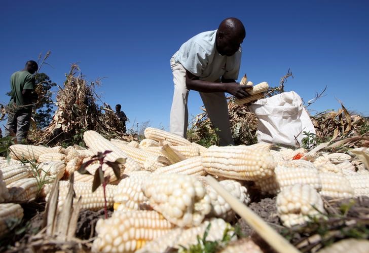 © Reuters. Subsistence farmer Charles Chakabawo harvests maize with his family on their plot in Norton