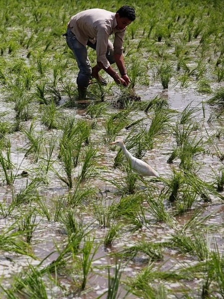 © Reuters. مصر تتجه لاستيراد الأرز رغم نقص الدولار ووفرة المحصول
