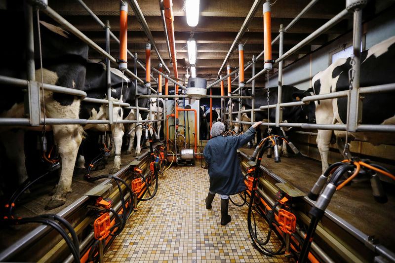 © Reuters. A French dairy farmer milks cows at a farm in La Planche near Nantes