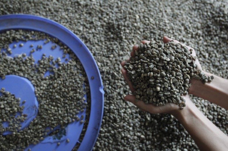 © Reuters. A man holds up coffee beans above a basket for roasting at Giang Lo Duc coffee shop in Hanoi