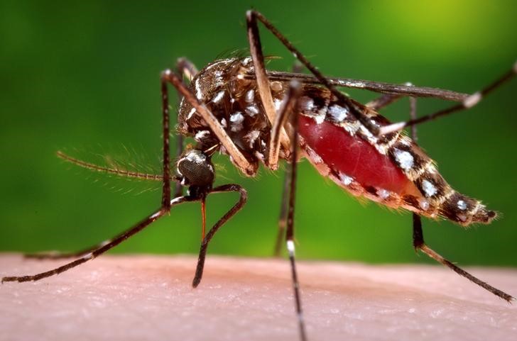 © Reuters. Mosquito Aedes Aegypti