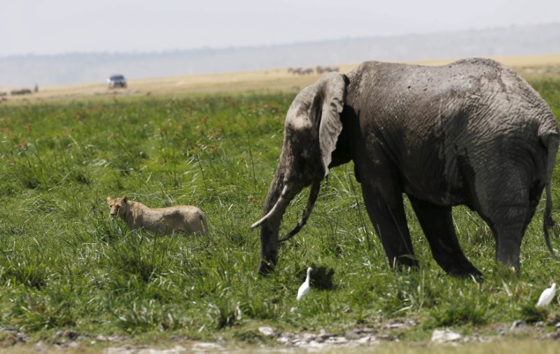 © Reuters. A lioness moves away from an elephant in Amboseli National Park, southeast of Kenya's capital Nairobi