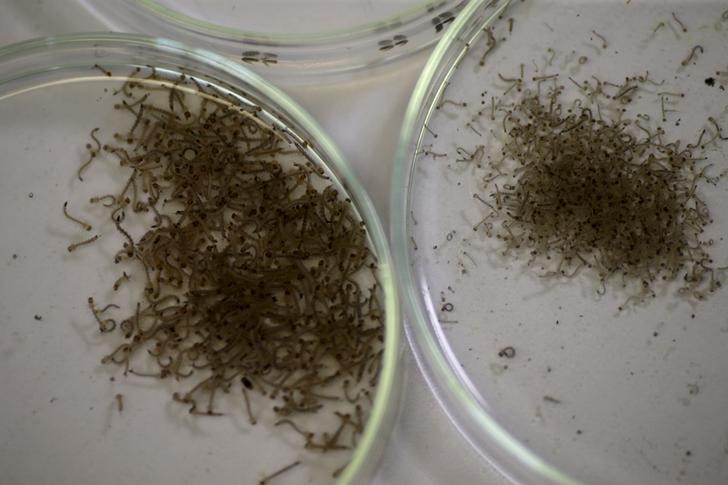 © Reuters. Larvas do mosquito Aedes aegypti vistos em laboratório da Fundação Oswaldo Cruz (Fiocruz)