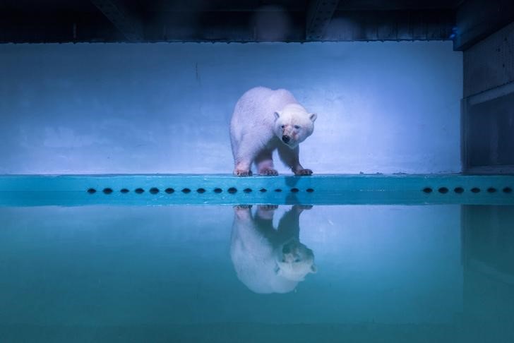 © Reuters. Ursa polar vista no Grandview Mall, na província chinesa de Guangdong