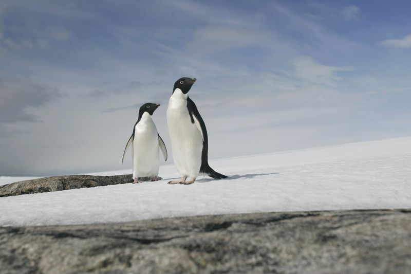 © Reuters. Two Adelie penguins are pictured at Cape Denison, Commonwealth Bay, East Antarctica