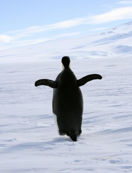 © Reuters. An Emperor penguin waddles along sea ice off the Antarctic coast off Ross Island