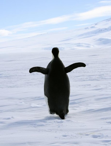 © Reuters. Pinguim visto na costa da ilha de Ross, no oceano Antártico